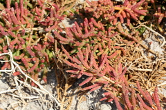 Salicornia pachystachya image