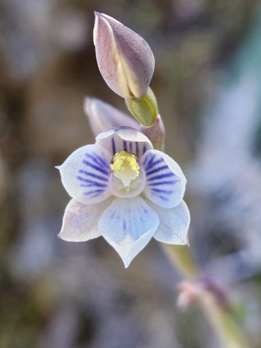 Thelymitra pulchella, 2026-01-19