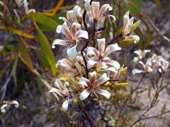 Marianthus bicolor
