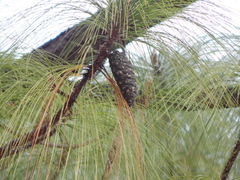 Pinus maximinoi