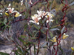 Marianthus bicolor