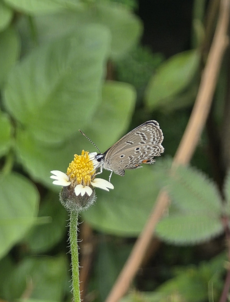 Luthrodes pandava (Luthrodes pandava)