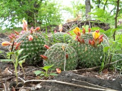 Mammillaria beneckei