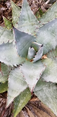 Agave margaritae