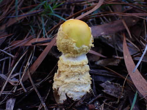 Amanita muscaria, 2026-01-19