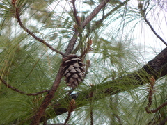 Pinus maximinoi