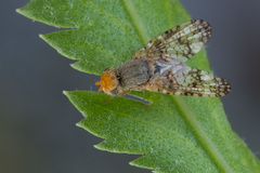 Oxyna parietina