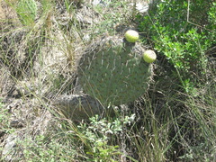 Opuntia huajuapensis