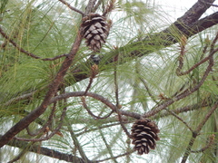 Pinus maximinoi