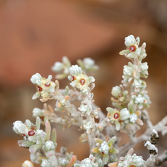 Maireana melanocarpa