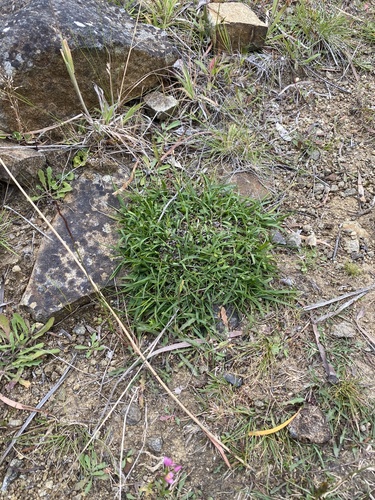 Gahnia rodwayi, 2026-01-19