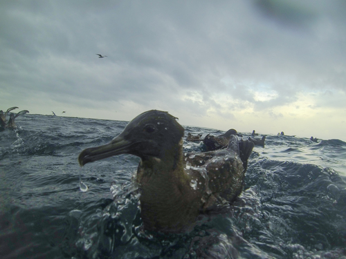 Puffin fuligineux