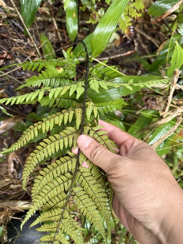 Dryopteris sordidipes iNat (3)