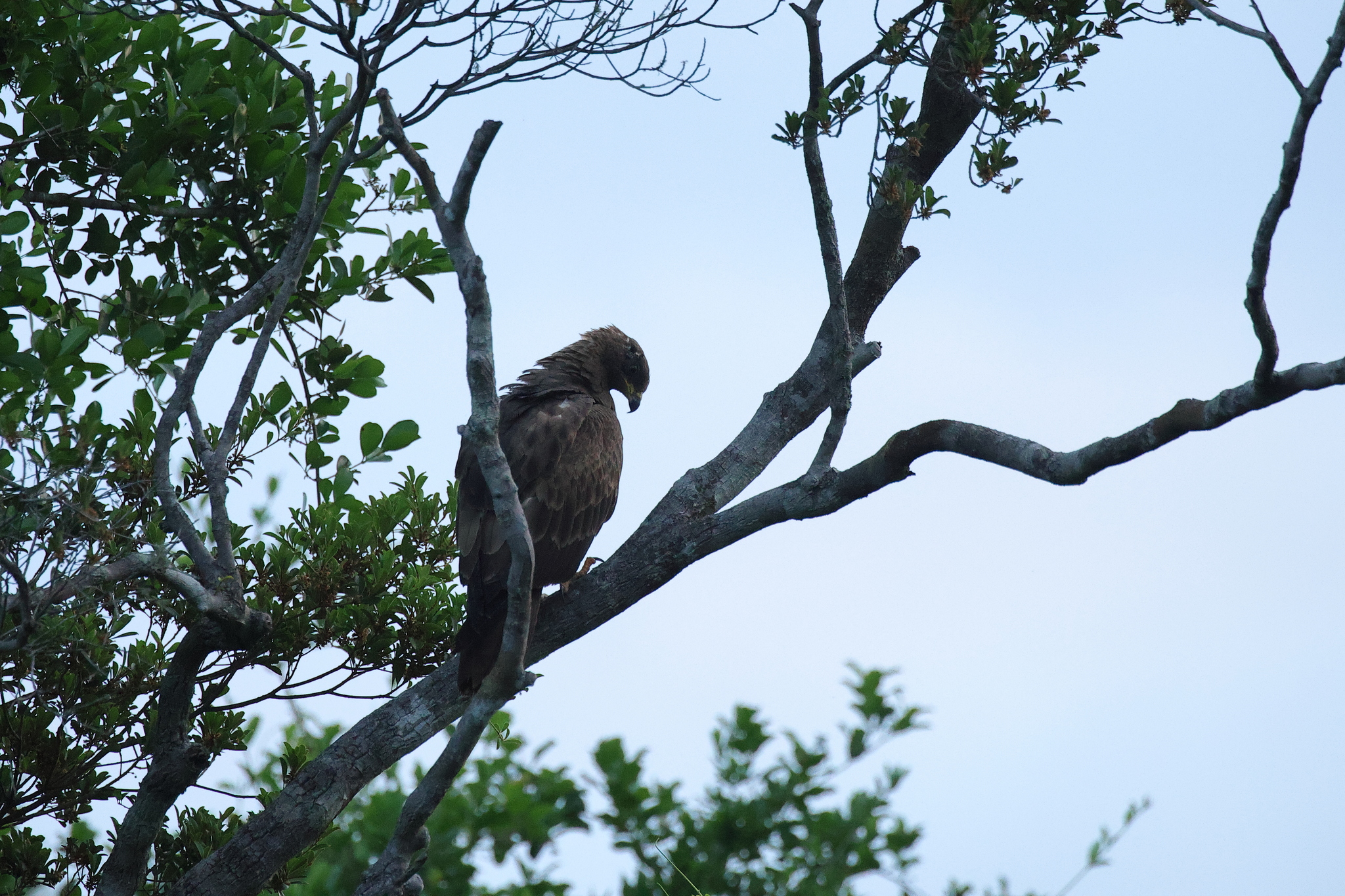 Wahlberg's Eagle (Hieraaetus wahlbergi), photo 2