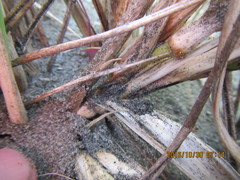 Cryptachaea blattea