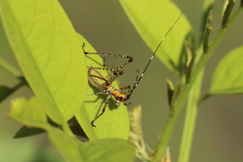 Fork-tailed Bush Katydid, Squamish-Lillooet, BC, Canada, photo 8 of 10