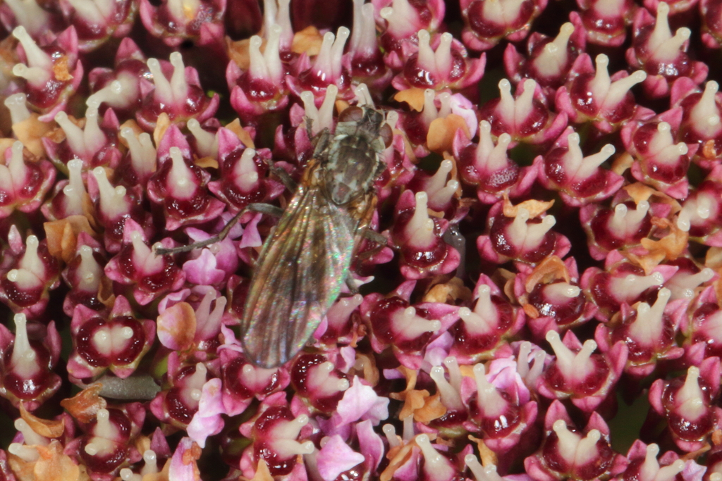 Paralimnophora fumipennis