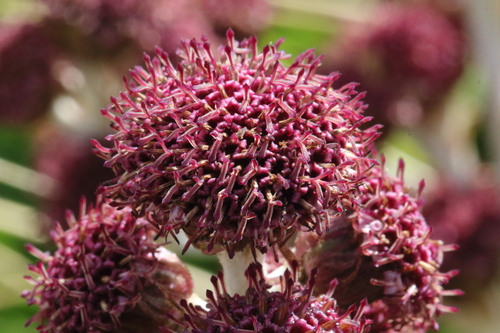 Pleurophyllum hookeri, photograph 2