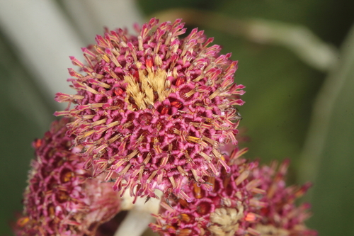 Pleurophyllum hookeri, photograph 1
