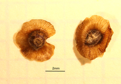 Maireana melanocarpa