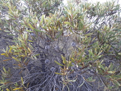 Hakea pandanicarpa