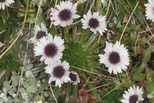 black-eyed Daisy (Damnamenia vernicosa)