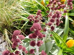 Pleurophyllum hookeri