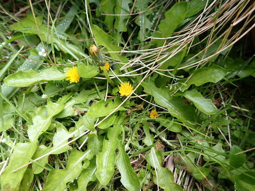 New Zealand Native Dandelion (Taraxacum zealandicum)