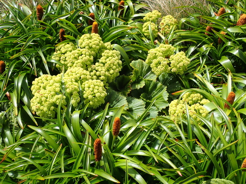 Azorella polaris, photograph 5