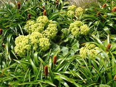 Azorella polaris, photograph (c) Jacob Littlejohn, some rights reserved (CC BY-SA)