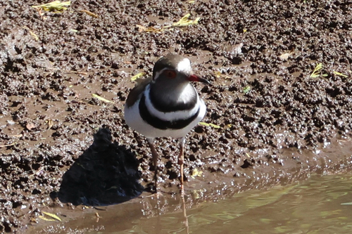 iNaturalist: (c) alexrfrias, some rights reserved (CC BY-NC) iNaturalist image