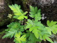 Doryopteris decipiens