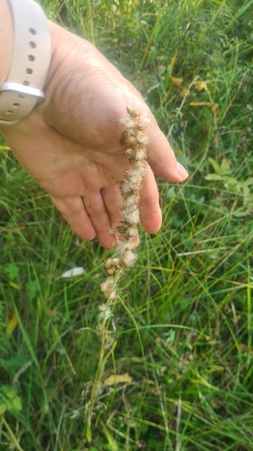 Woodland Cudweed (Omalotheca sylvatica)