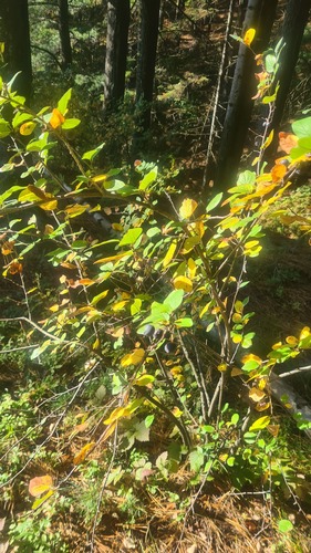 dark-fruited cotoneaster (Cotoneaster melanocarpus)