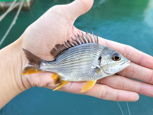 Yellowfin seabream (Acanthopagrus latus) — Sparidae — 2