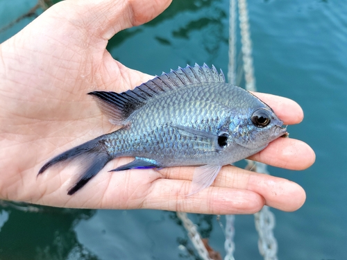 Pearl-spot chromis (Chromis notata) — Pomacentridae — 2