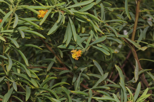 Thymelaeaceae image