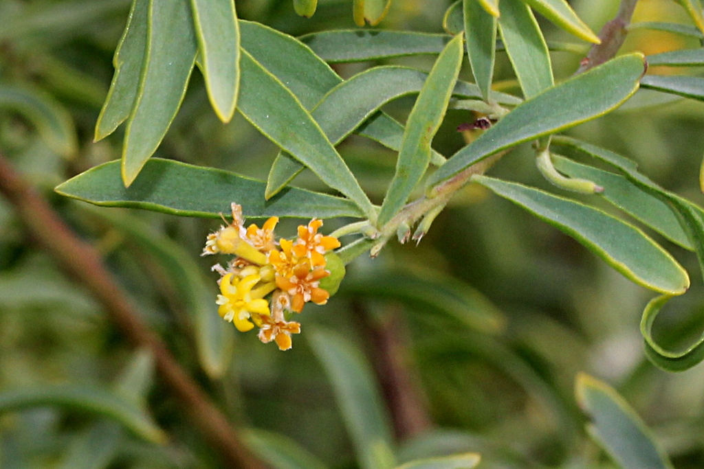Gnidia linearis