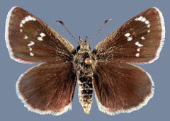 Hesperopsis libya confertiblanca