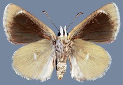 Hesperopsis libya confertiblanca