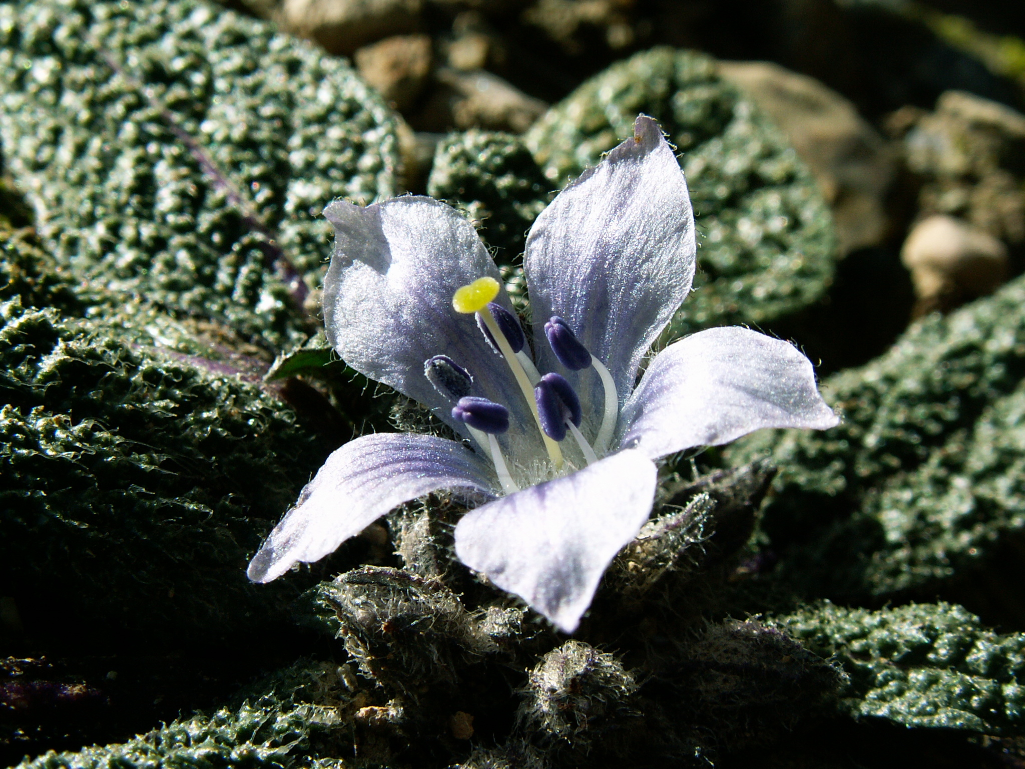 Mandragora officinarum