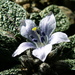 Mediterranean Mandrake - Photo (c) Steve Daniels, some rights reserved (CC BY-NC), uploaded by Steve Daniels