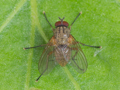Helina impuncta