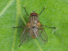Helina impuncta