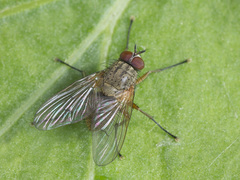 Helina impuncta