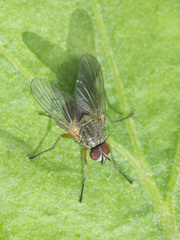 Helina impuncta