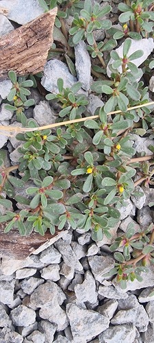 Common Purslane