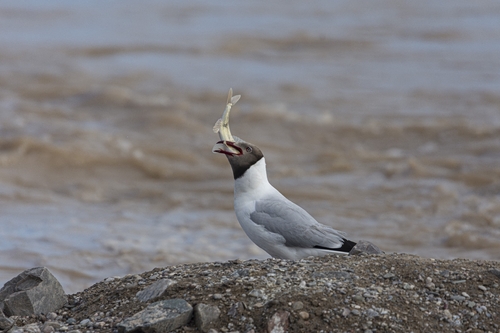 Brown-headed Gull