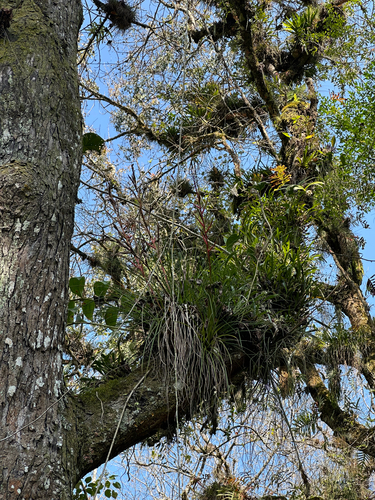 Tillandsia kirchhoffiana, photograph 1