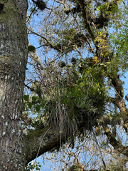 Tillandsia kirchhoffiana